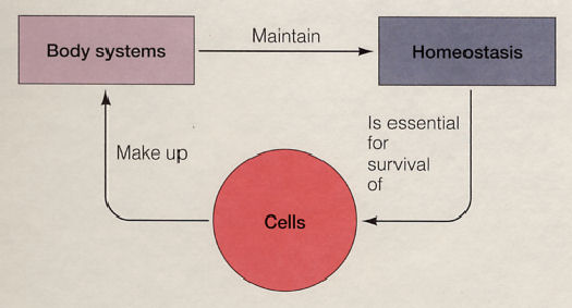Homeostasis Chart